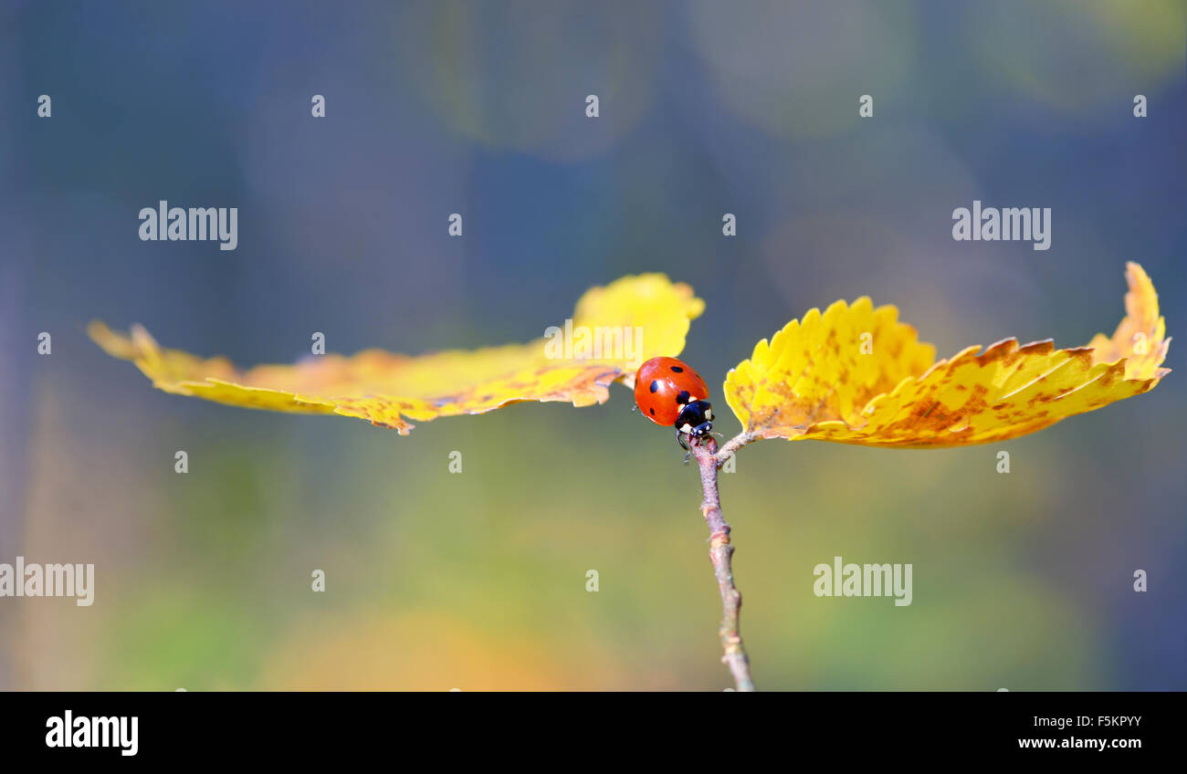 Ladybug on leaf in autumn time Stock Photo