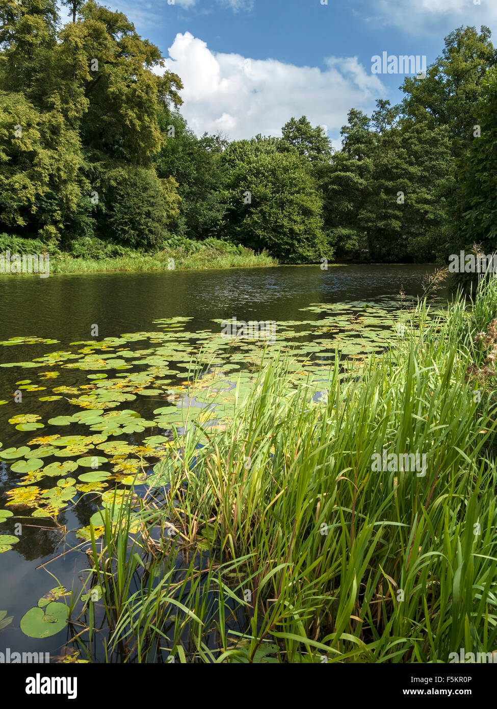 Lake with water lilies and woodland within the Calke Abbey estate