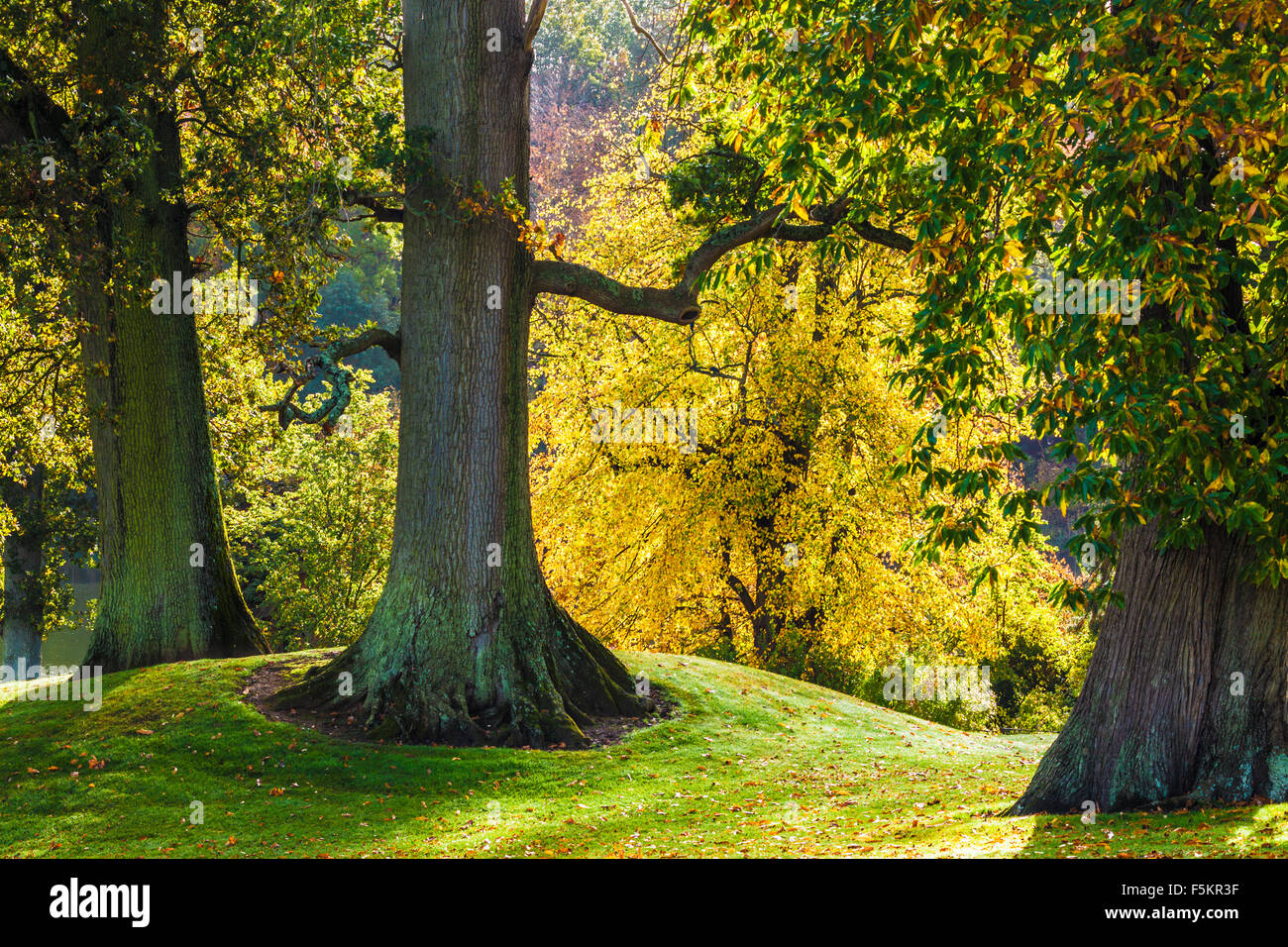 English Oaks, Quercus robur, in the parkland on the  Bowood Estate in Wiltshire in autumn. Stock Photo