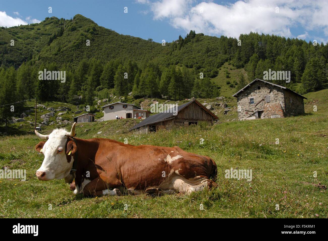 Laste di Rocca Pietore,  Agordino, Belluno,cow   Credit © Marco Bruzzo/Sintesi/Alamy Stock Photo Stock Photo