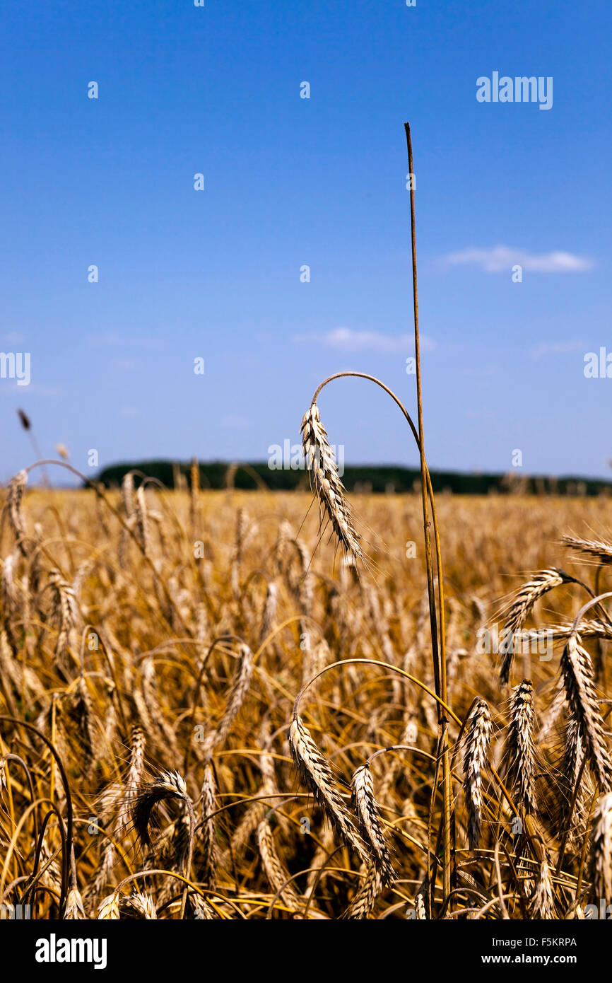 Fall Rye Harvest mature rye . harvest Stock Photo - Alamy