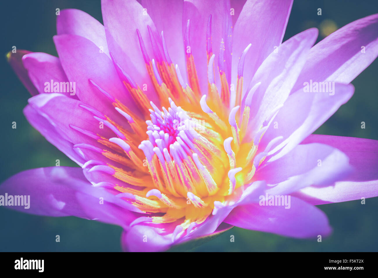 Purple Lotus Lily Water Stock Photo - Alamy