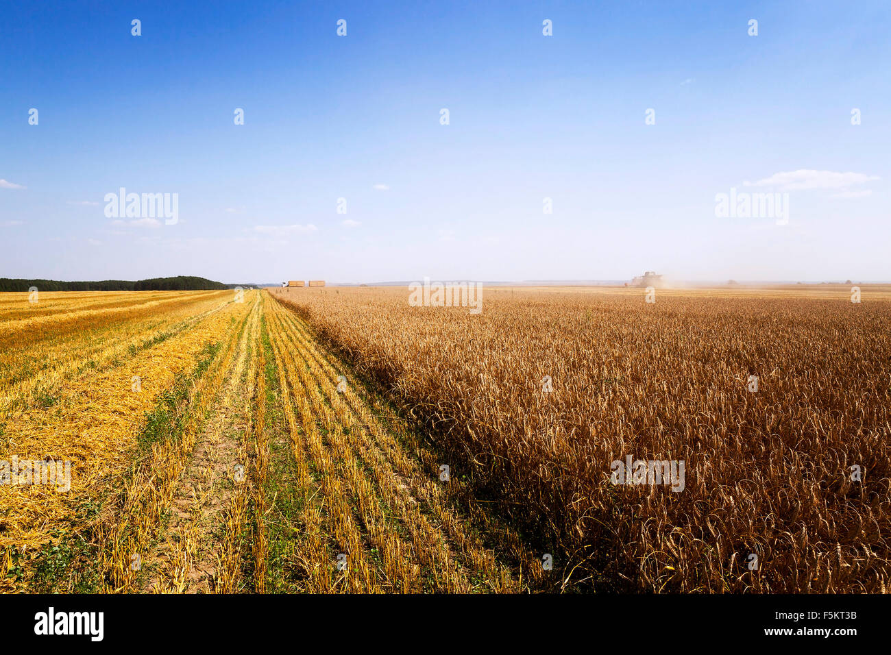 harvest of cereals Stock Photo - Alamy