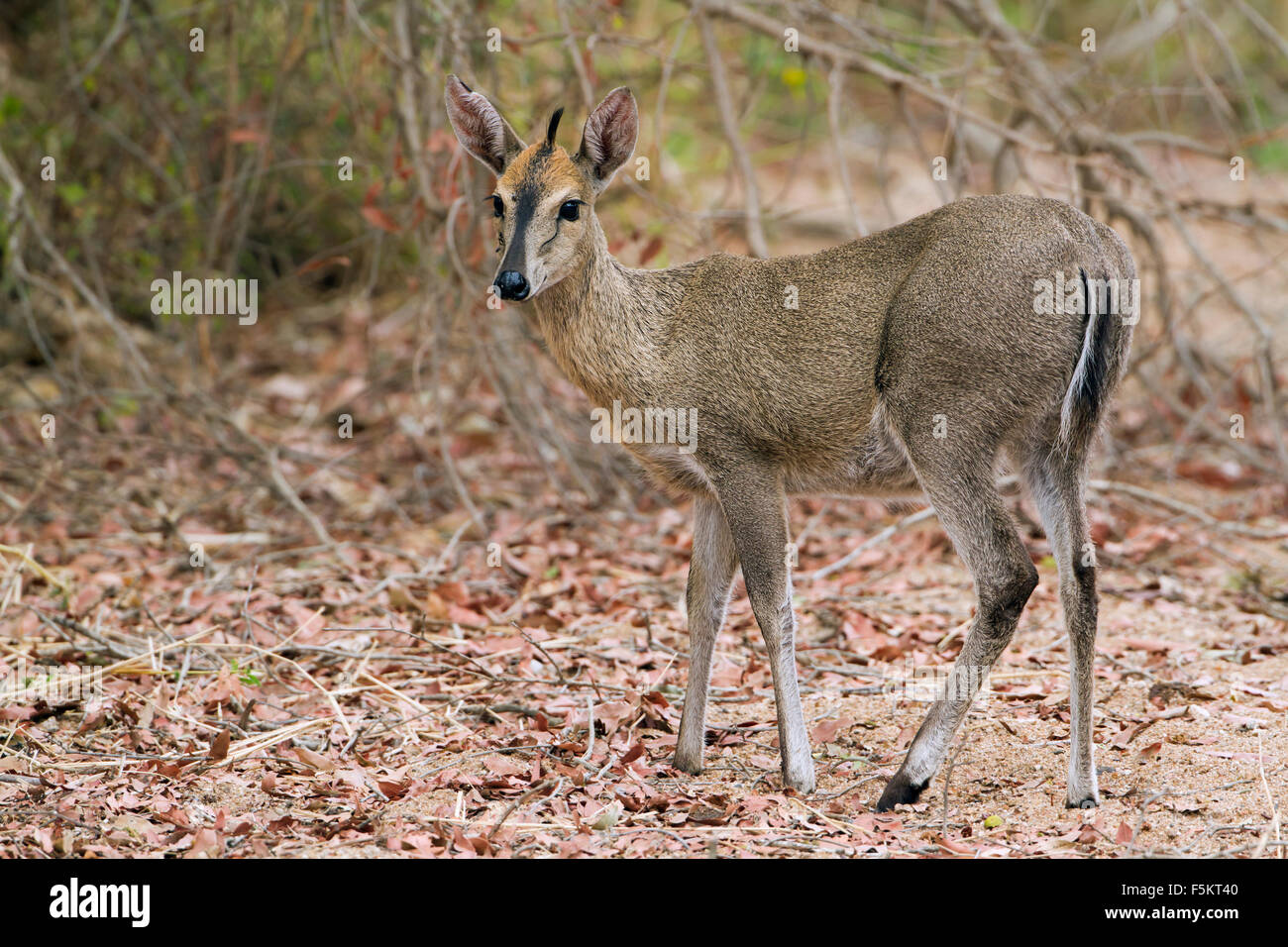 Common duiker Specie Sylvicapra grimmia Stock Photo