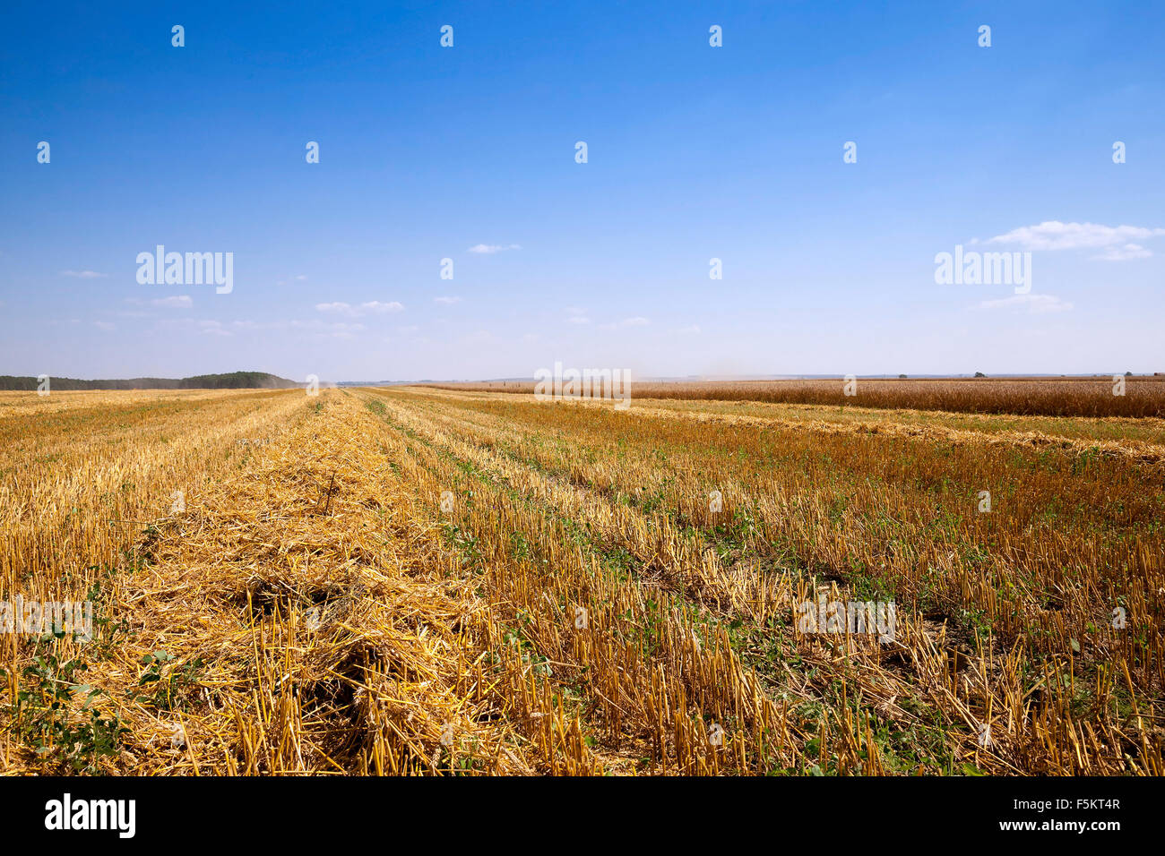 harvest of cereals Stock Photo - Alamy