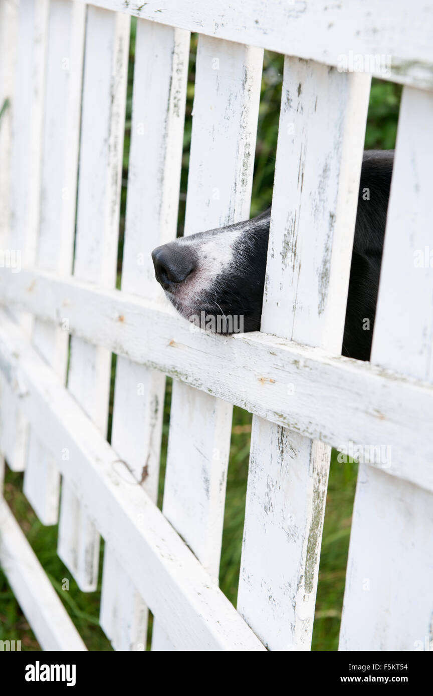 Dog peeking through fence hires stock photography and images Alamy