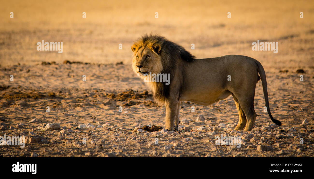 A male lion in the desert of Namibias Etosha Nationalpark. Stock Photo