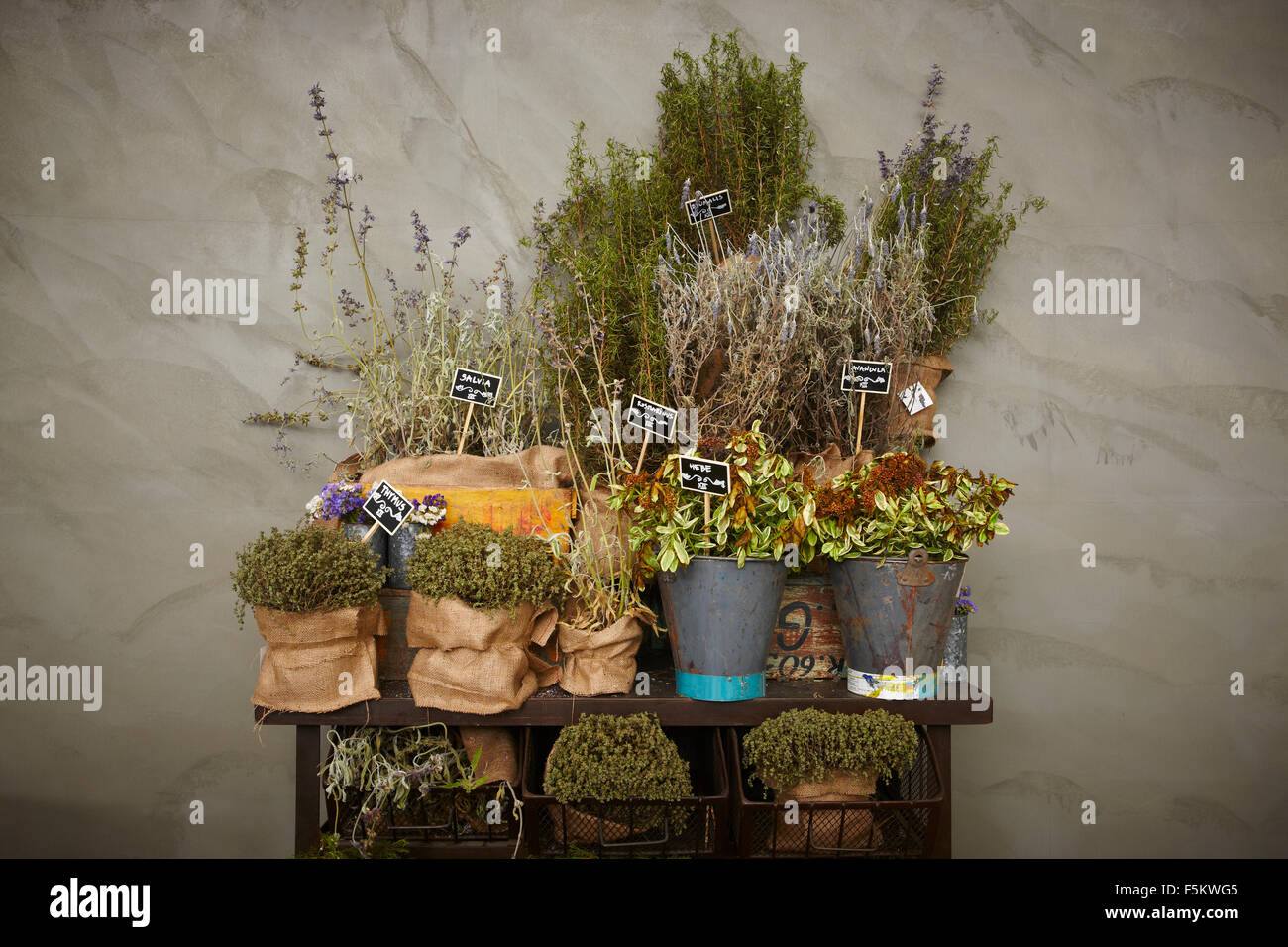 Still life of spice plants with thymus, salvia, lavandula, rosmarinus and heb against grey background Stock Photo