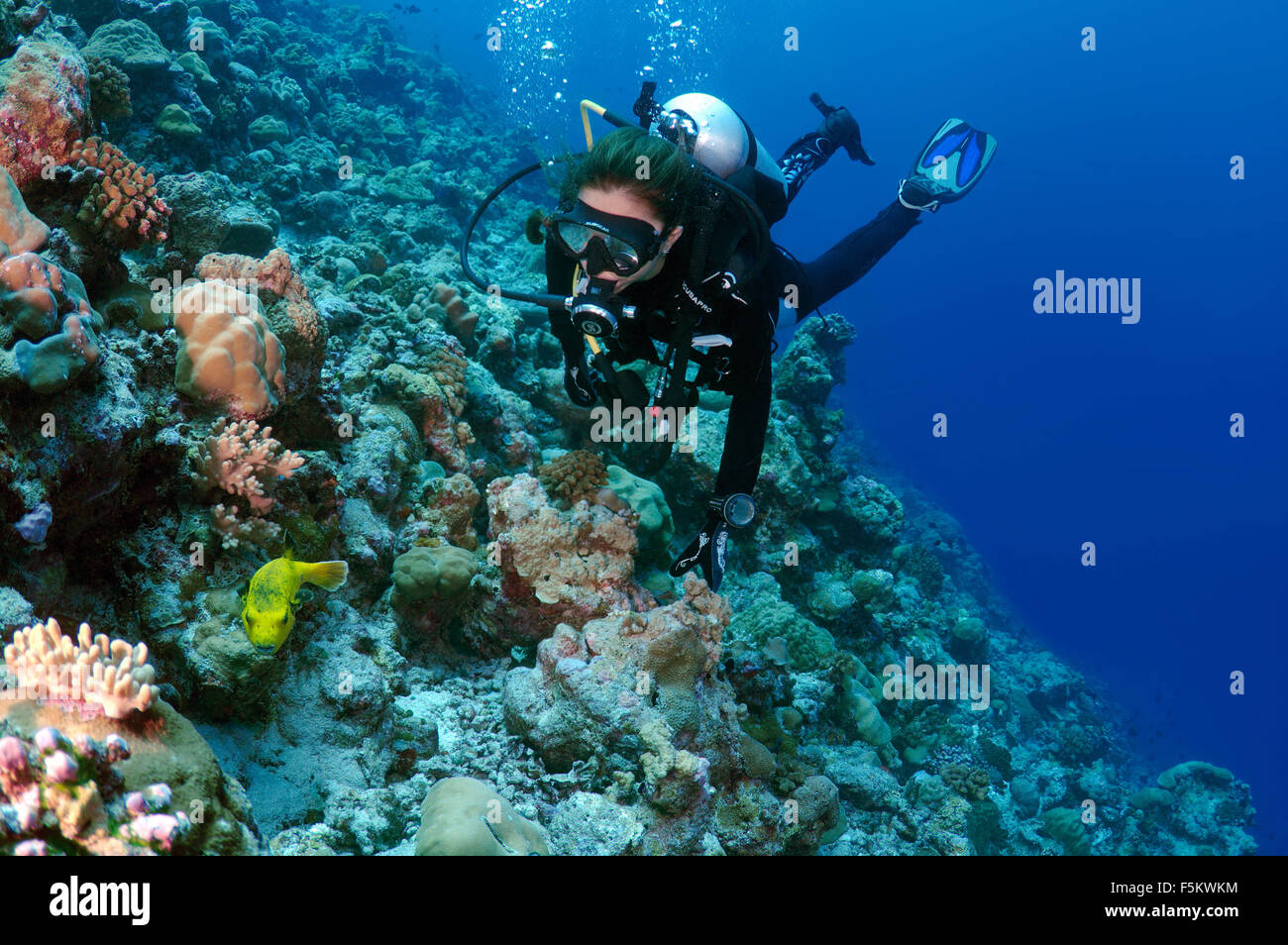 Indian Ocean, Maldives. 26th Sep, 2015. Young woman diver looking at Yellow Blackspotted Puffer (Arothron nigropunctatus) Indian Ocean, Maldives © Andrey Nekrasov/ZUMA Wire/ZUMAPRESS.com/Alamy Live News Stock Photo
