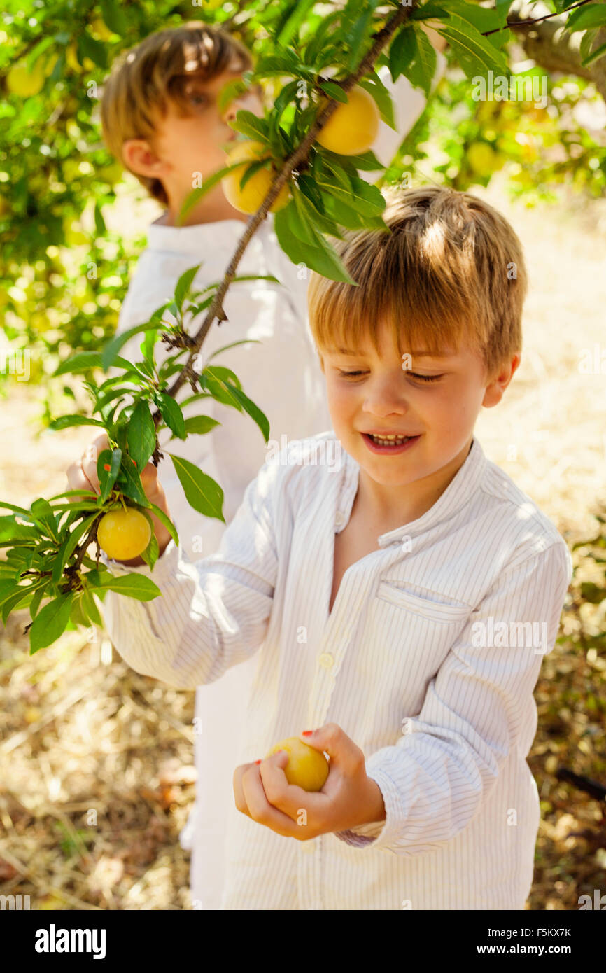 Spain, Menorca, Boys ( 4-5, 6-7) picking up fruits Stock Photo