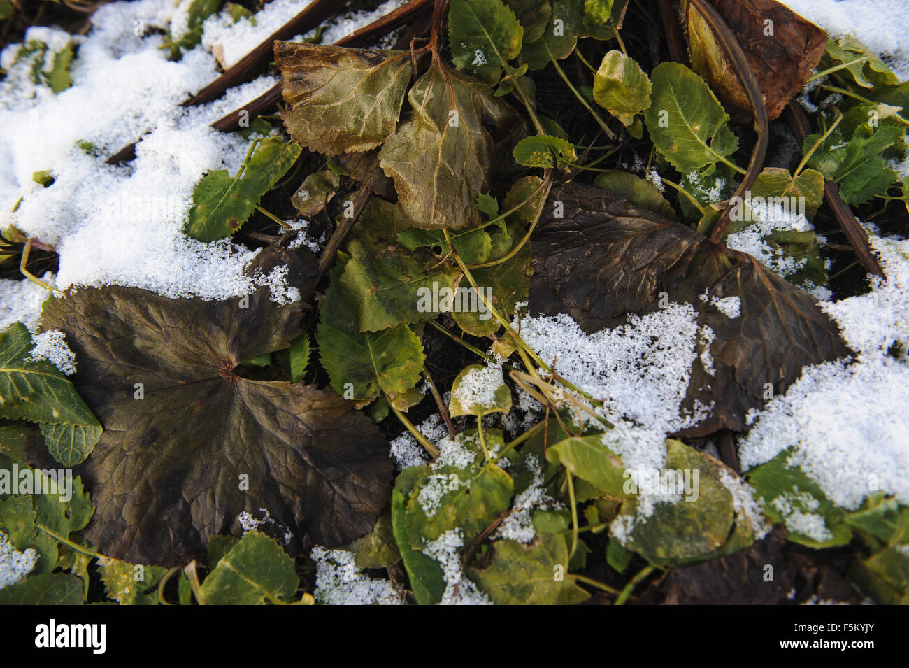 Plants unique texture hi-res stock photography and images - Alamy