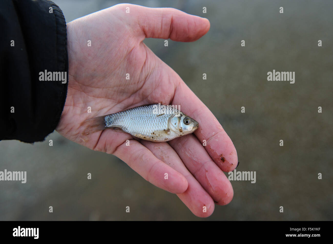 Small carp, lying in the palm of the fisherman Stock Photo - Alamy
