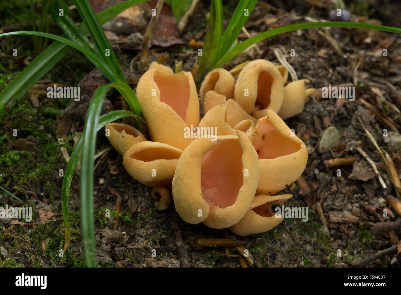 Hare's Ear, Eselsohr, Esels-Ohr, Otidea onotica, Peziza onotica, l'Oreille-de-lièvre, Oreille-d'âne Stock Photo