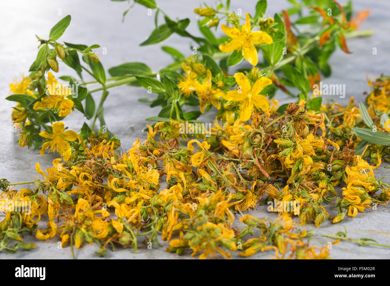 St. John´s Wort, Tipton's weed, rosin rose, goatweed, Tüpfel