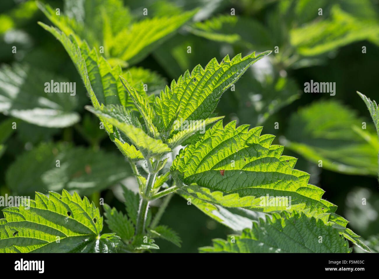 Stinging Nettle, leaf, leaves, Große Brennnessel, junge, frische Blätter im Frühjahr, Blatt, Brennessel, Urtica dioica Stock Photo