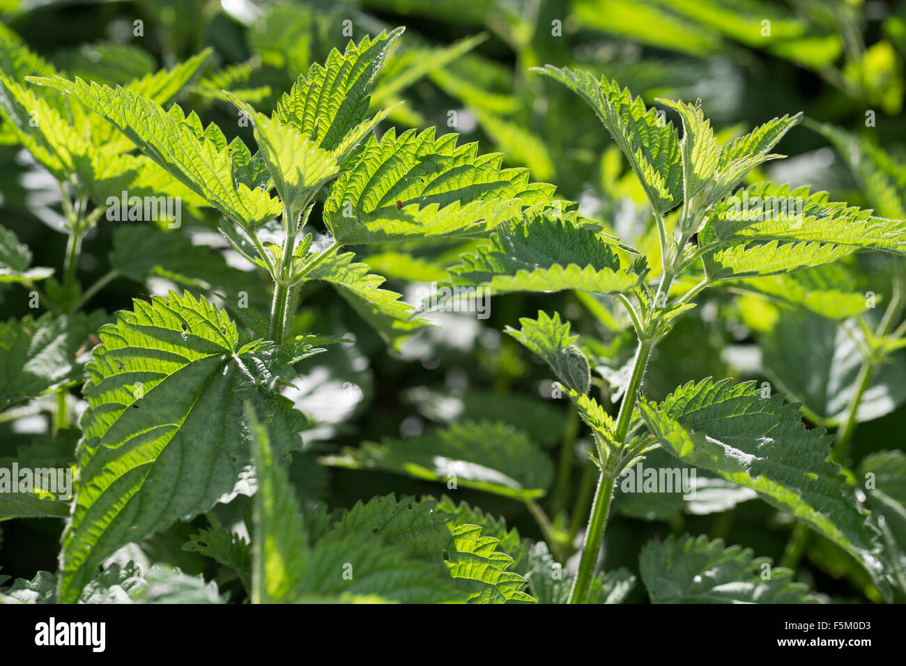 Stinging Nettle, leaf, leaves, Große Brennnessel, junge, frische Blätter im Frühjahr, Blatt, Brennessel, Urtica dioica Stock Photo