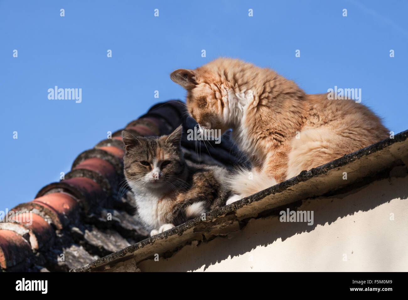 Sunbathing cat cats hi-res stock photography and images - Alamy