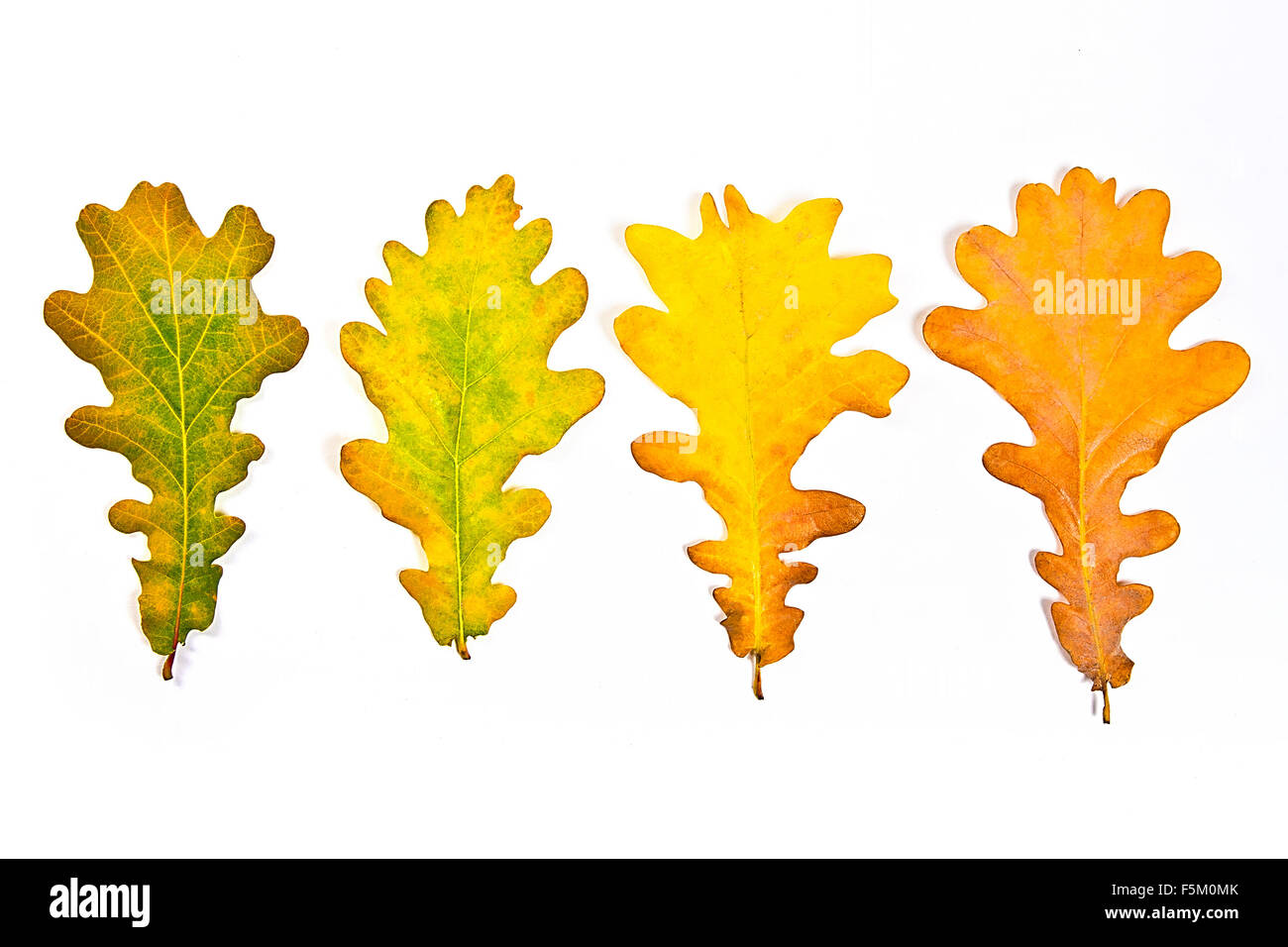 Autumn leaves of oak tree isolated on white background. With clipping path. Autumn leaves of oak tree colored by yellow, red, gr Stock Photo