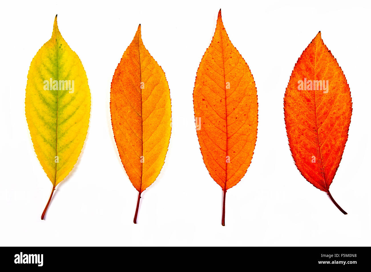 Autumn leaves of cherry tree isolated on white background. With clipping path. Autumn leaves of cherry tree colored by yellow, r Stock Photo