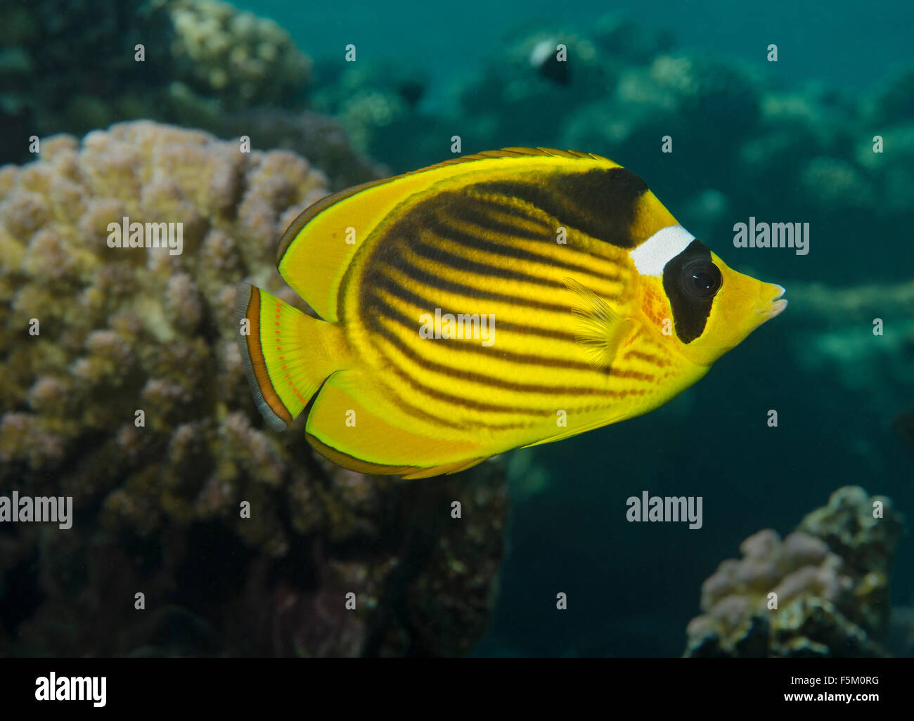 Raccoon Butterflyfish, Chaetodon lunula, on coral reef in Red Sea, Egypt Stock Photo