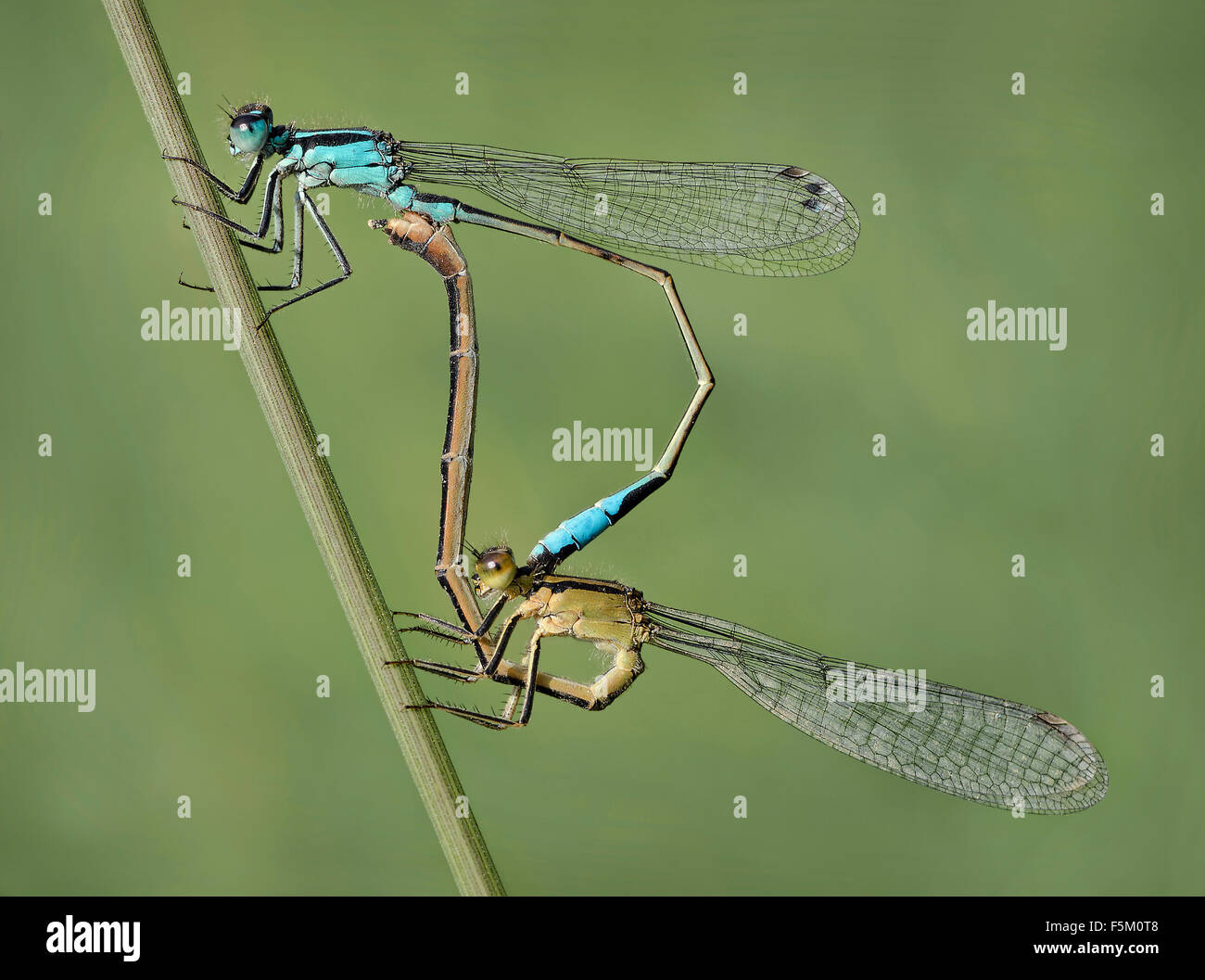 Mating Of Common Ischnura High Resolution Stock Photography and Images ...