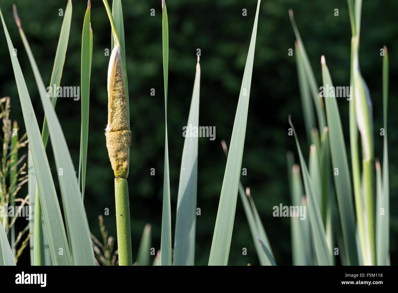 Bulrush, Cat Tail, Breitblättriger Rohrkolben, blühend mit Pollen, Typha latifolia, Massette à feuilles larges Stock Photo