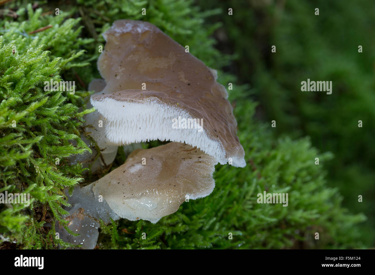 Toothed jelly fungus, false hedgehog mushroom, Gallertiger Zitterzahn, Eispilz, Eiszitterpilz, Pseudohydnum gelatinosum Stock Photo