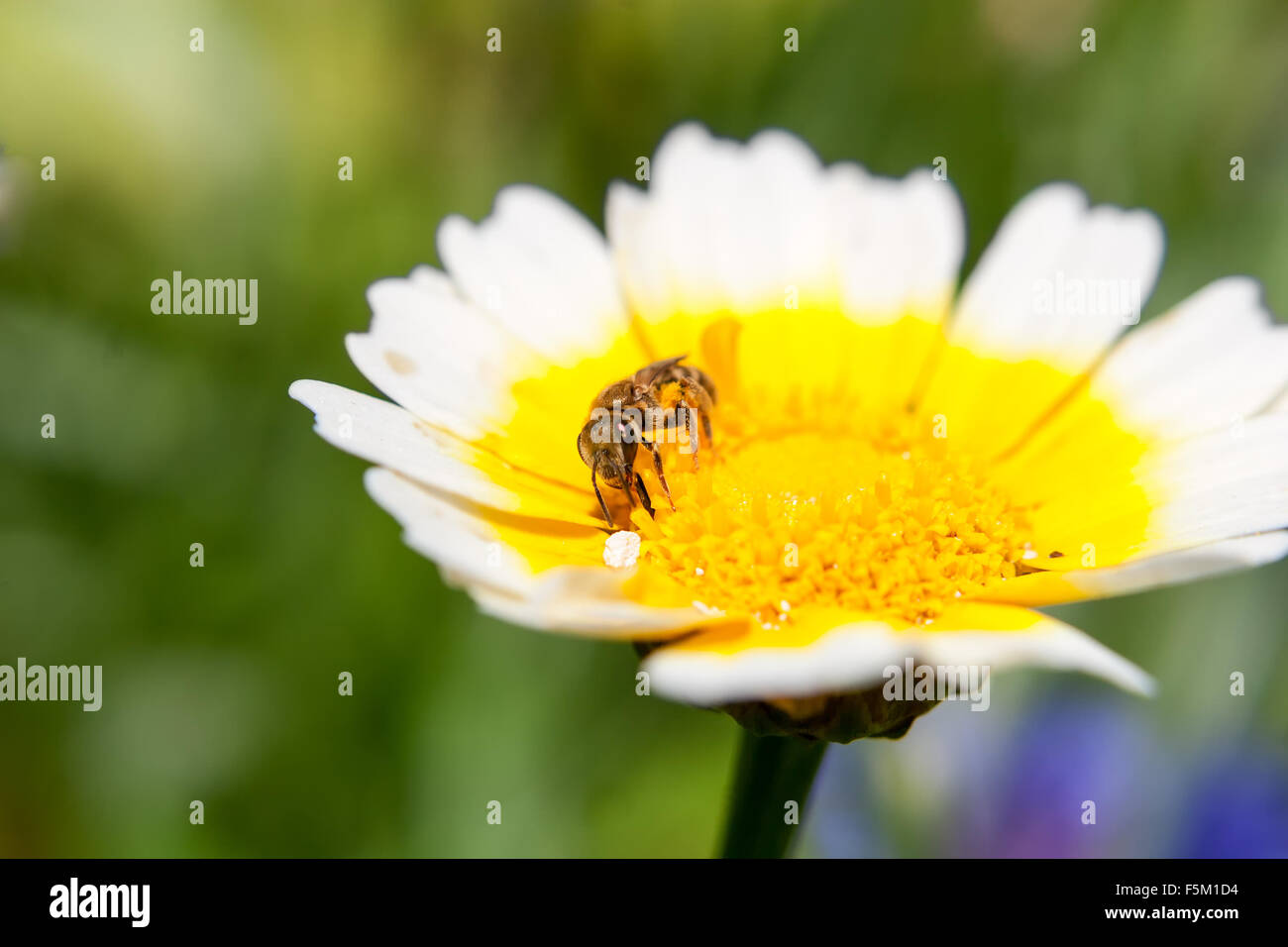 White flower with honey bee hi-res stock photography and images - Alamy