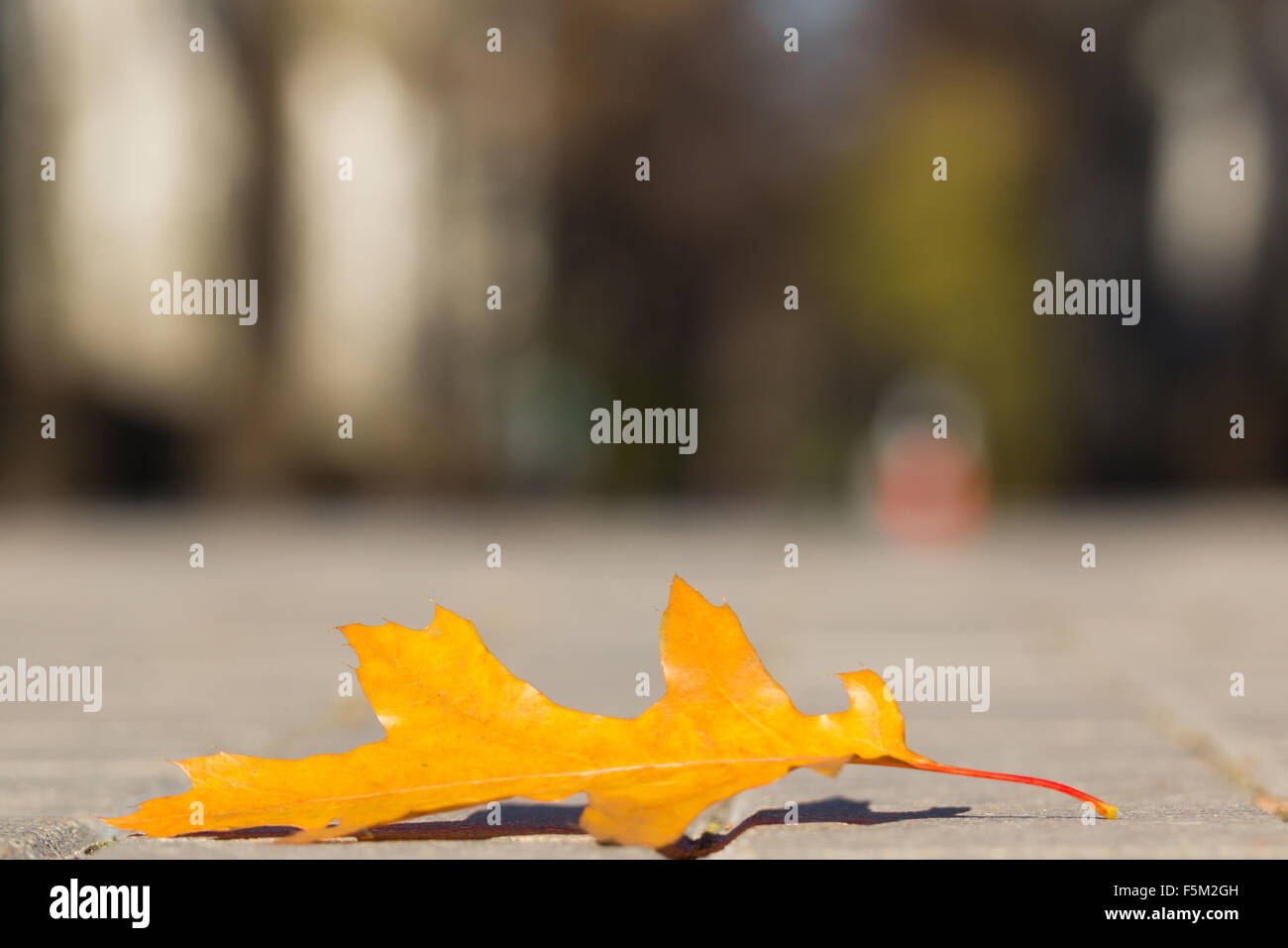 The photo shows an oak tree leaf lying on the pavement Stock Photo - Alamy