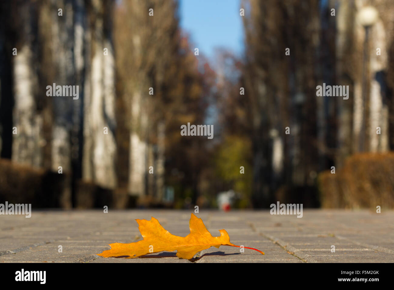 The photo shows an oak tree leaf lying on the pavement Stock Photo - Alamy