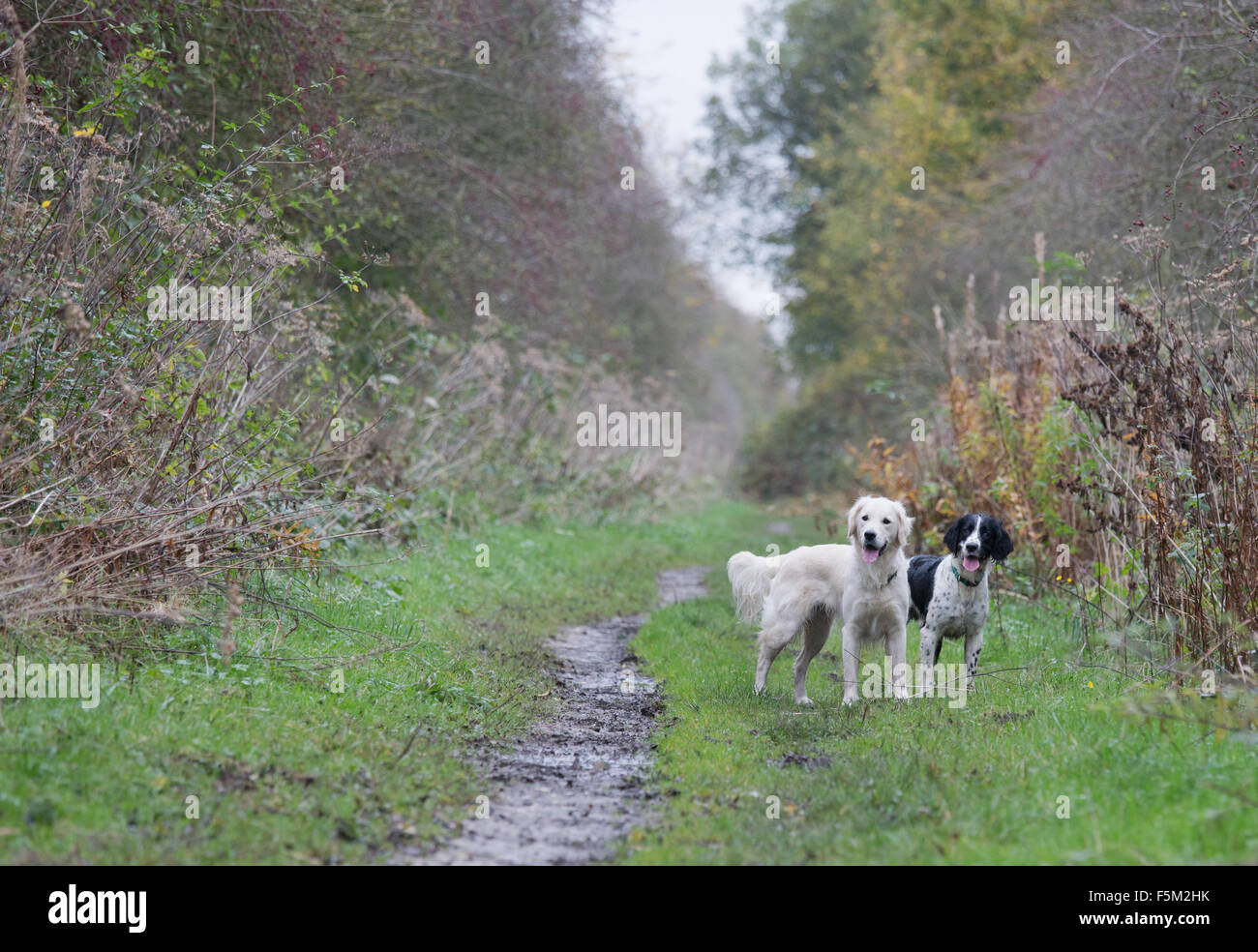 a Golden Retriever and springer spaniel working dogs Stock Photo Alamy