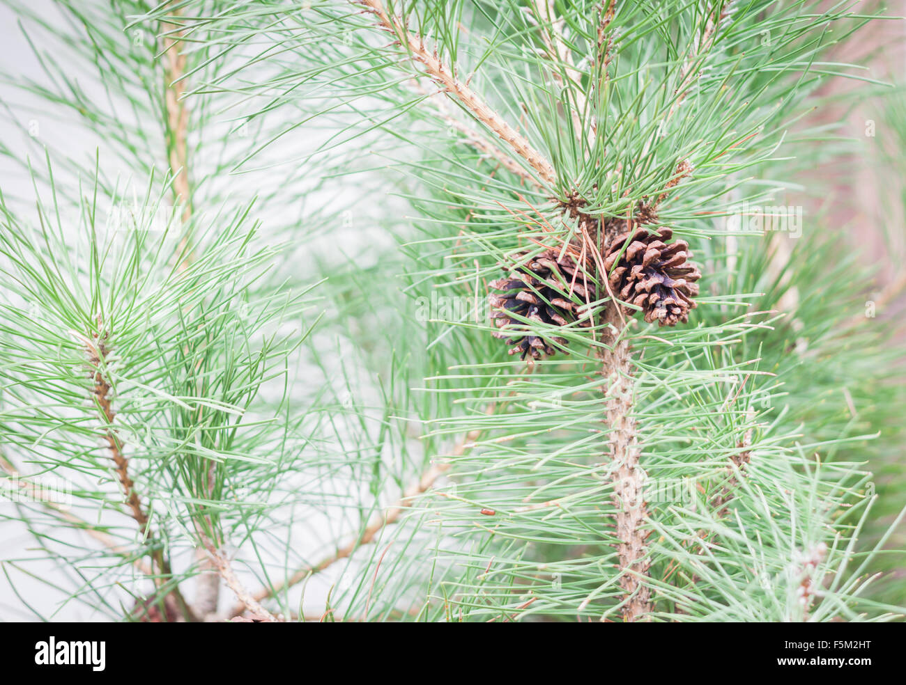 Branch of tree with pine cones, stock photo Stock Photo - Alamy