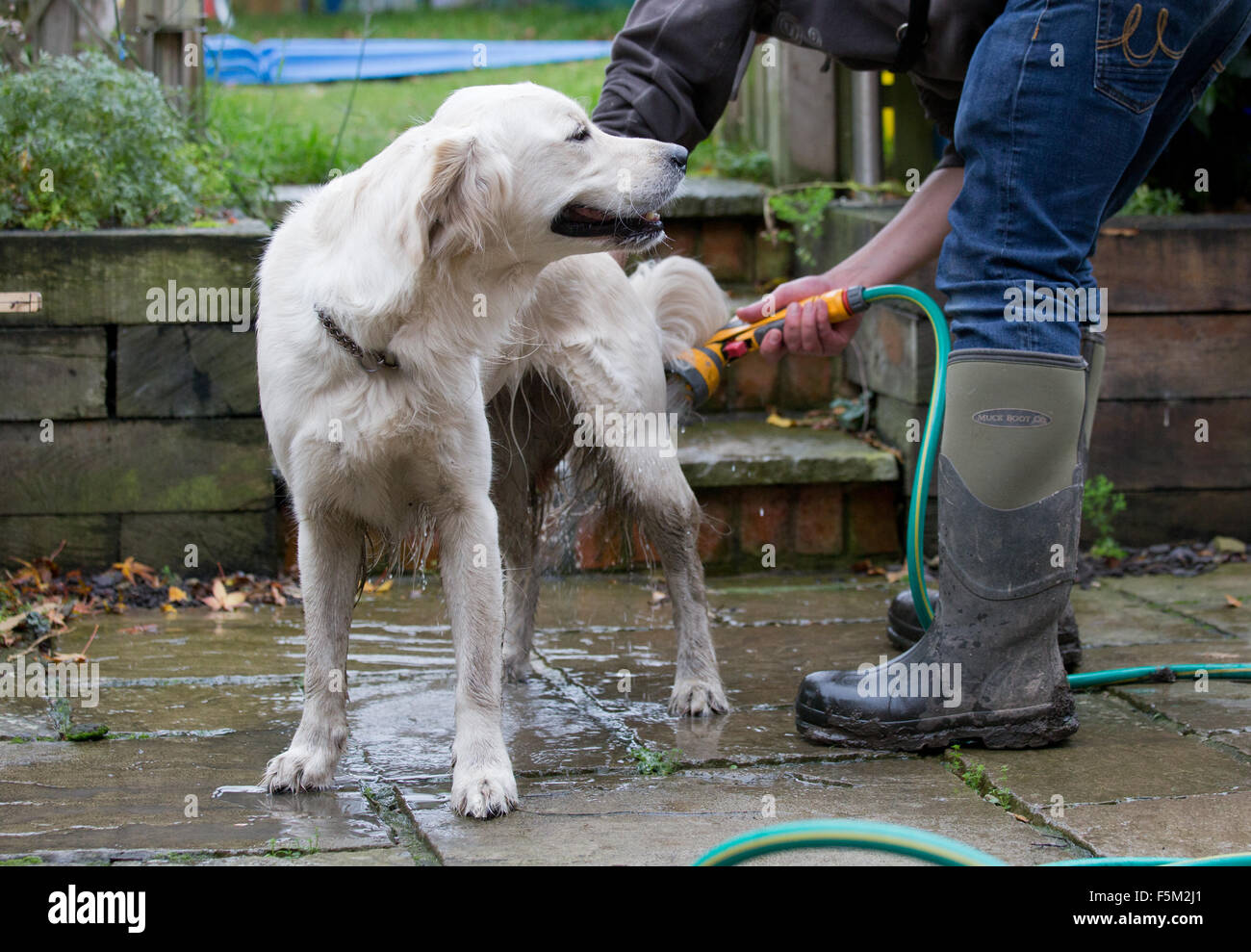 Golden Retriever English spaniel being washed with a hose. Cleaning