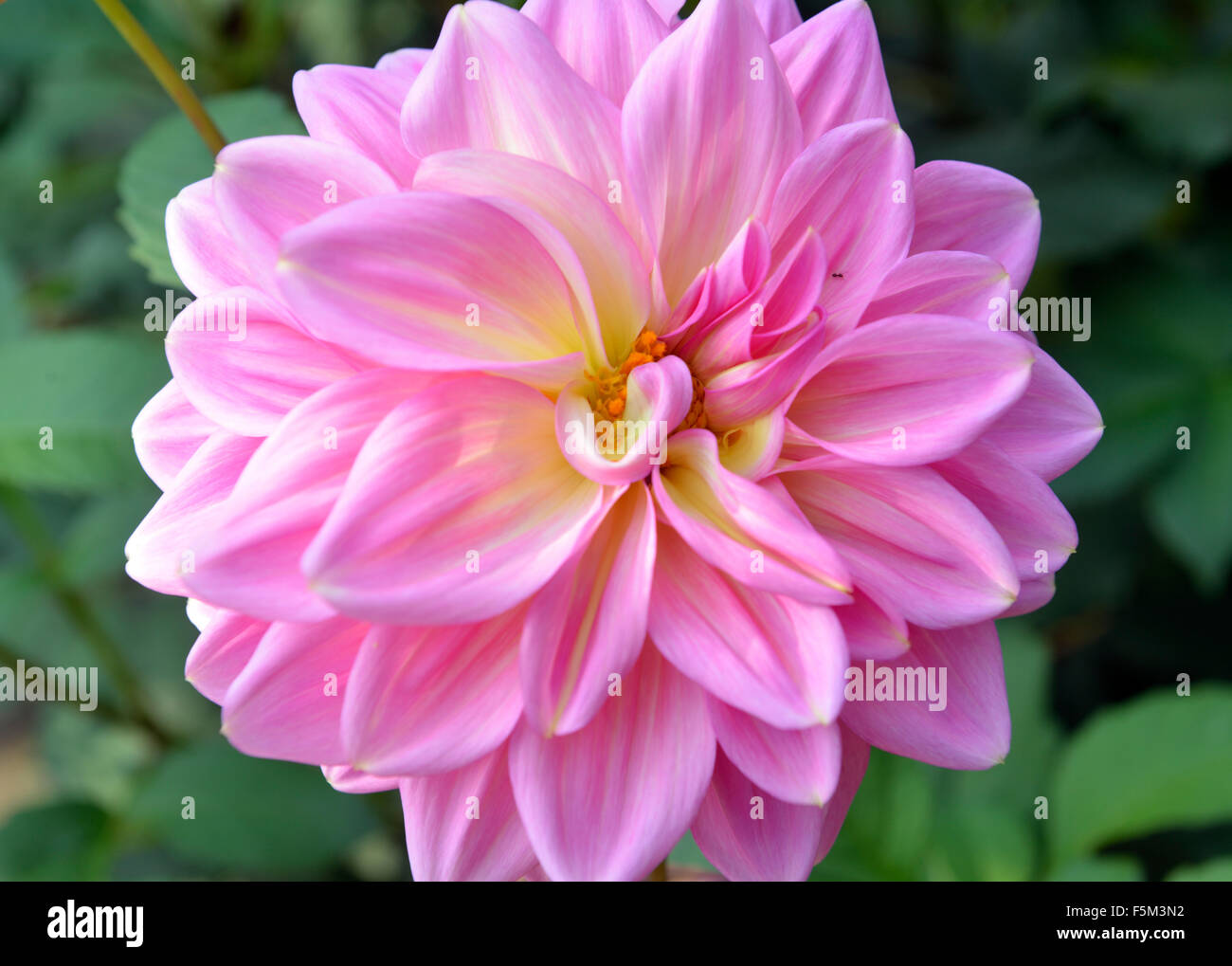 dahlia Stock Photo