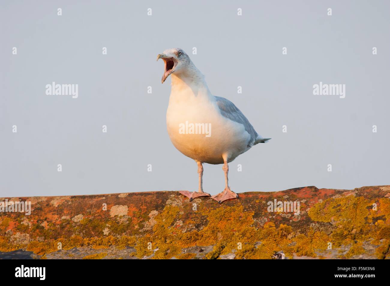 Portrait of seagull standing on wall Stock Photo