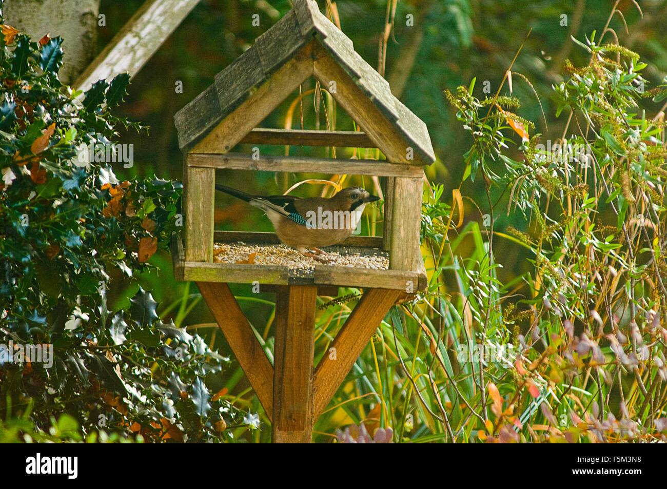 Alert bird feeding on garden birdhouse Stock Photo