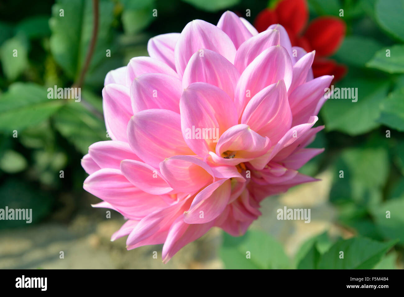 dahlia Stock Photo