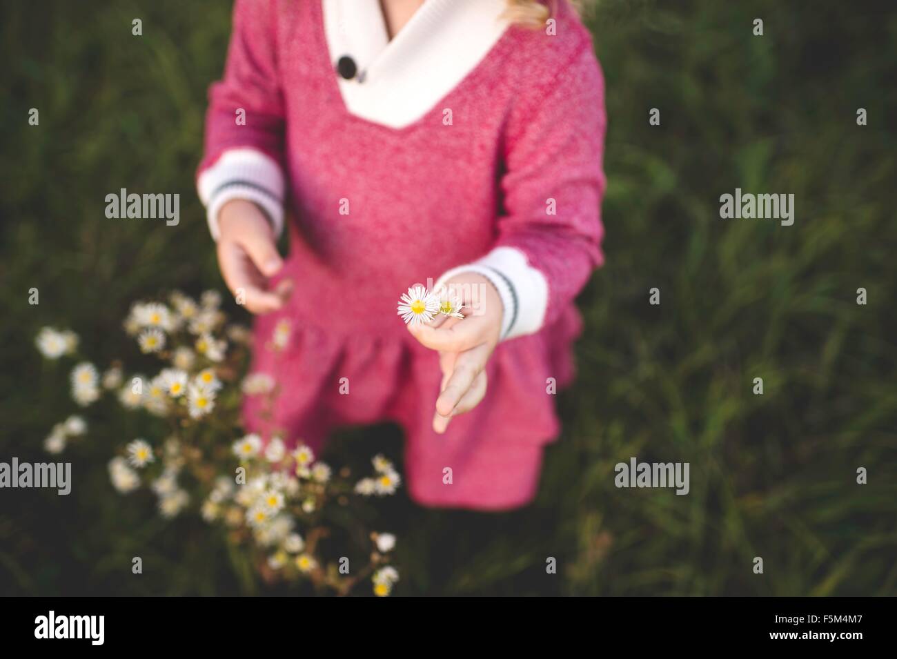 Cropped shot of girl picking wildflowers in field Stock Photo