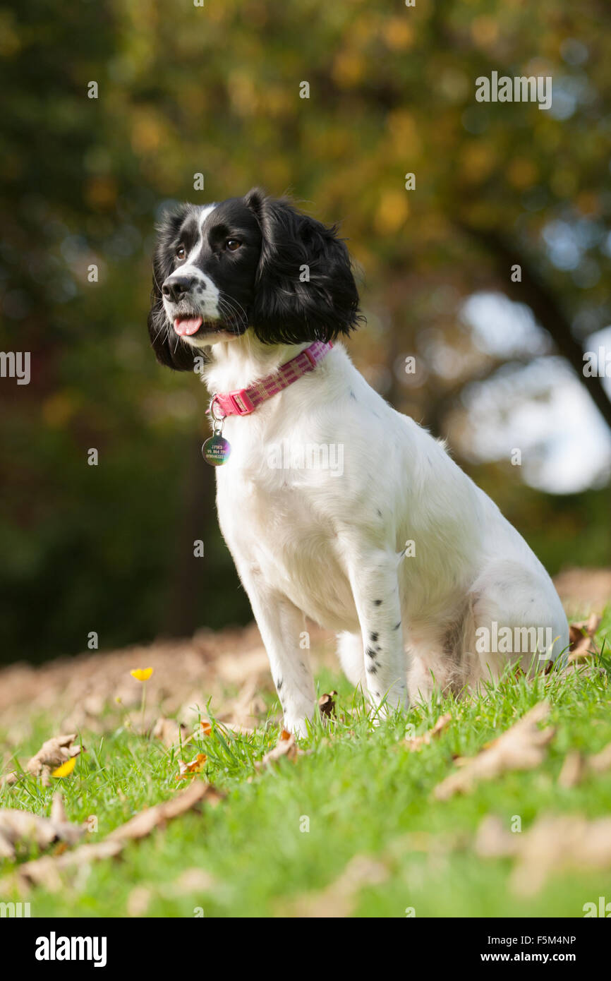 Spaniel dog - a springer spaniel at rest during play in a park in ...
