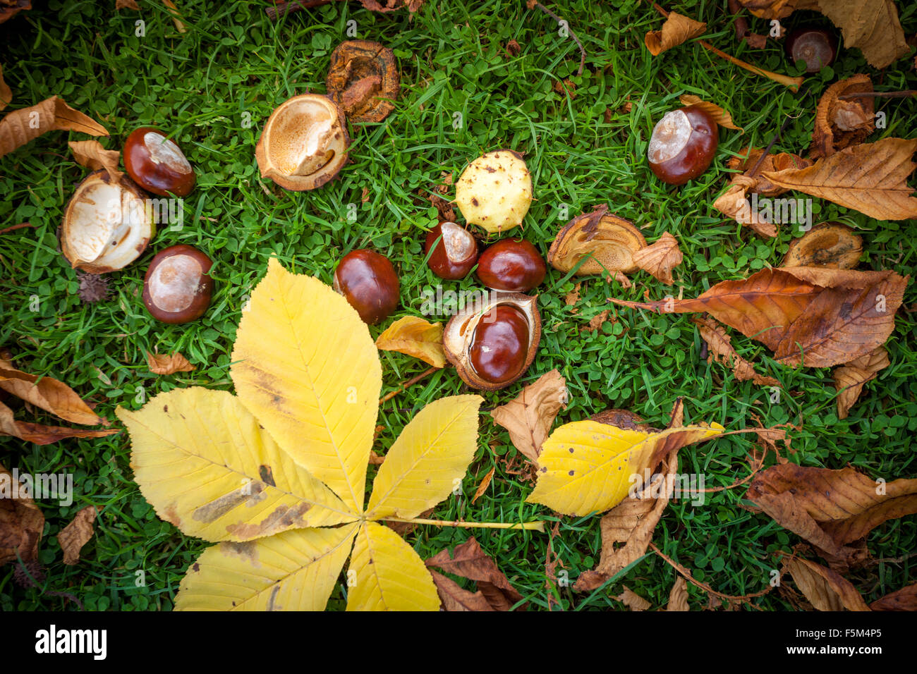 Naturally fallen conkers (seeds of the horse chestnut tree) on the ...