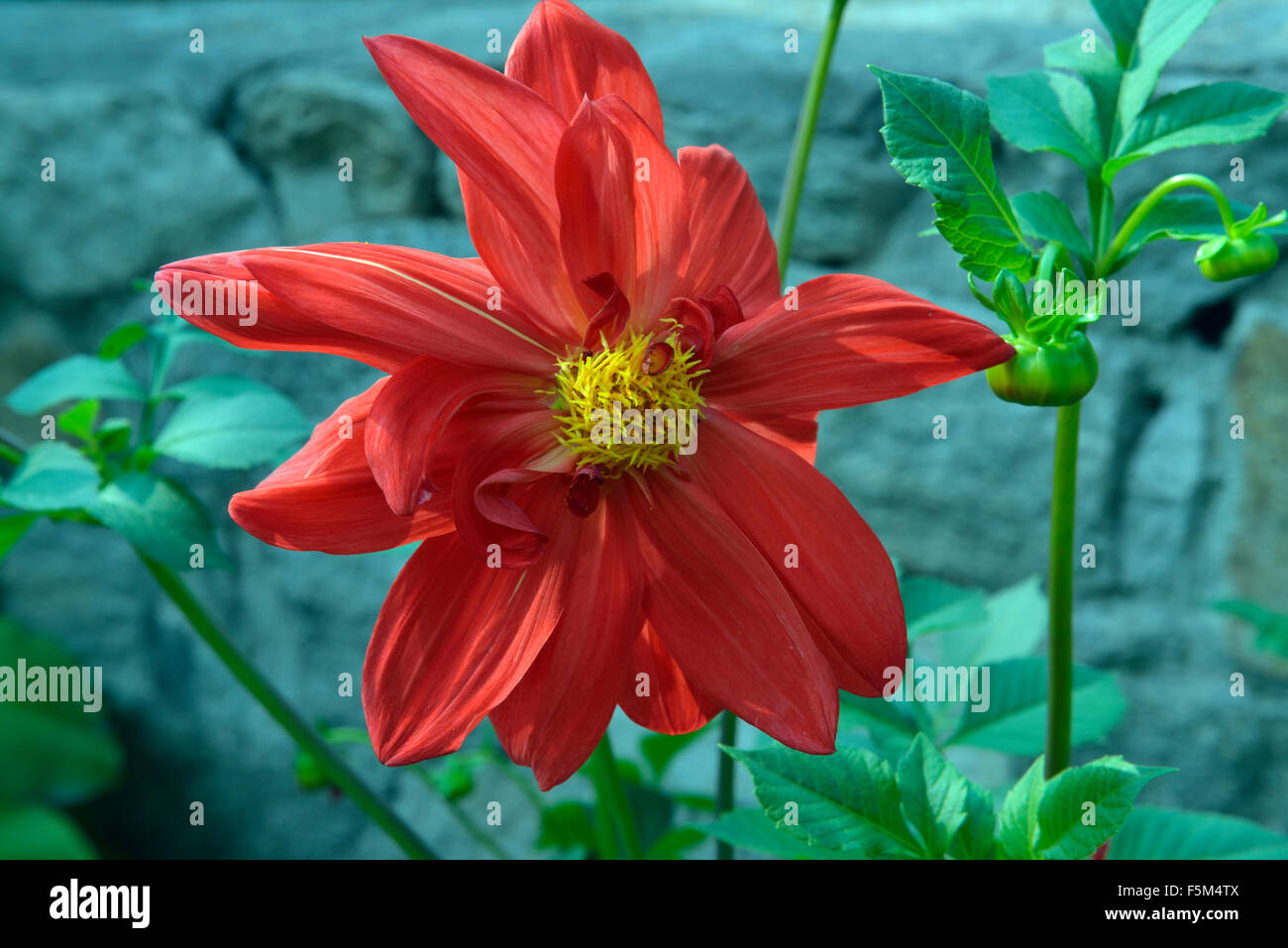 dahlia Stock Photo