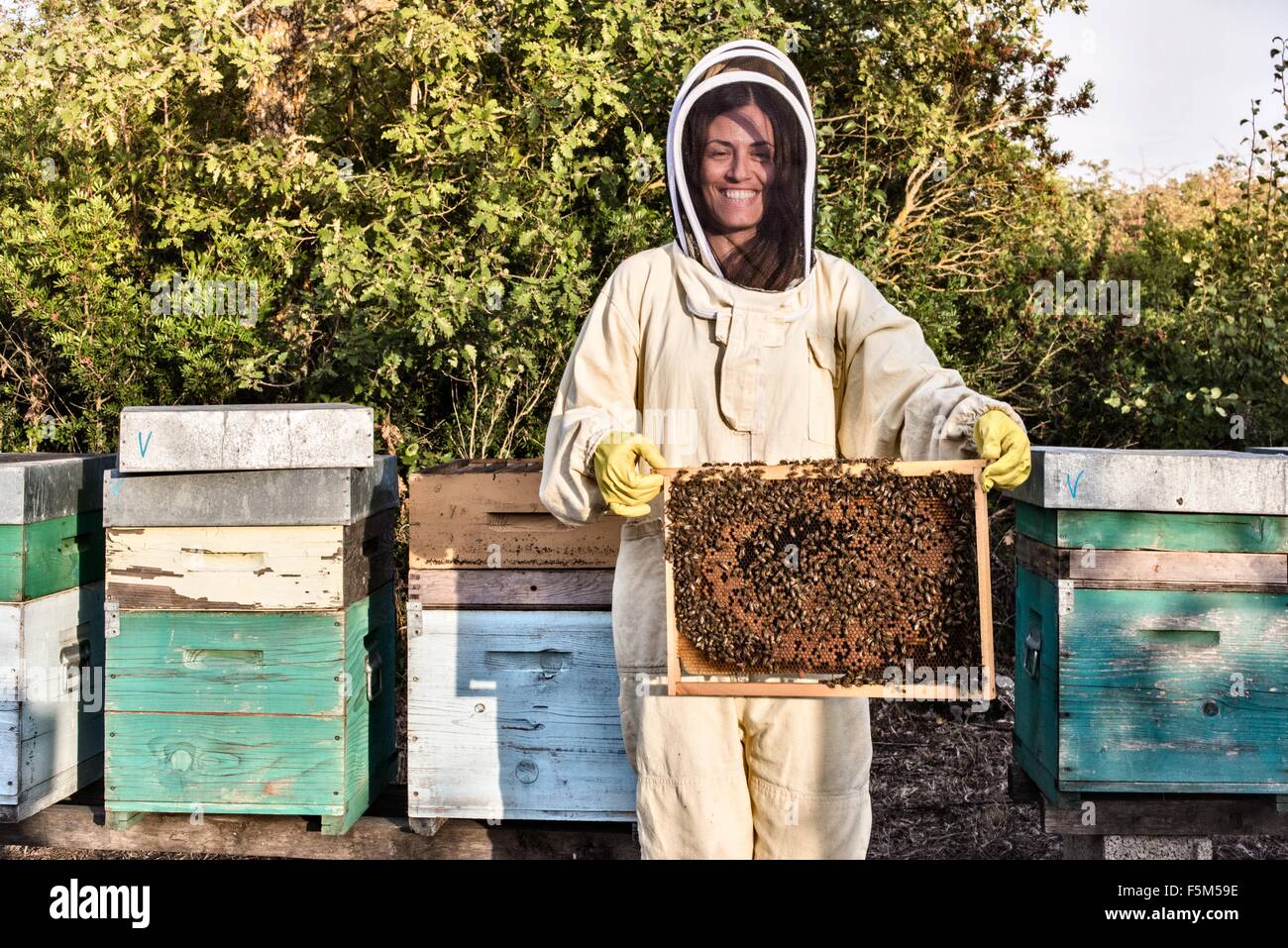 Portrait of woman in beekeeper dress holding a hive frame full of bees Stock Photo