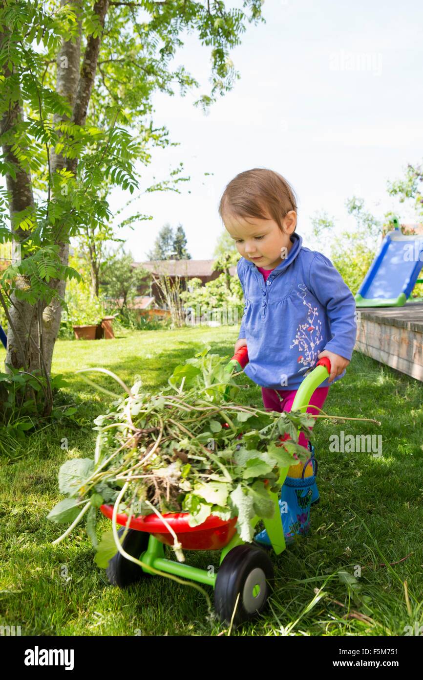 Female toddler pushing toy wheelbarrow with weeds in garden Stock Photo ...