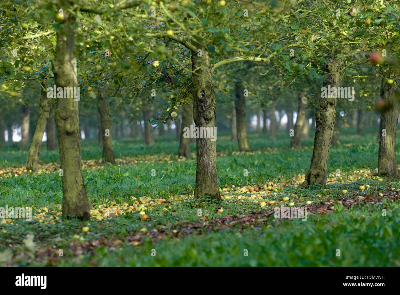 Norman cider making: low apple trees, bush apple trees, low-stemmed apple trees Stock Photo