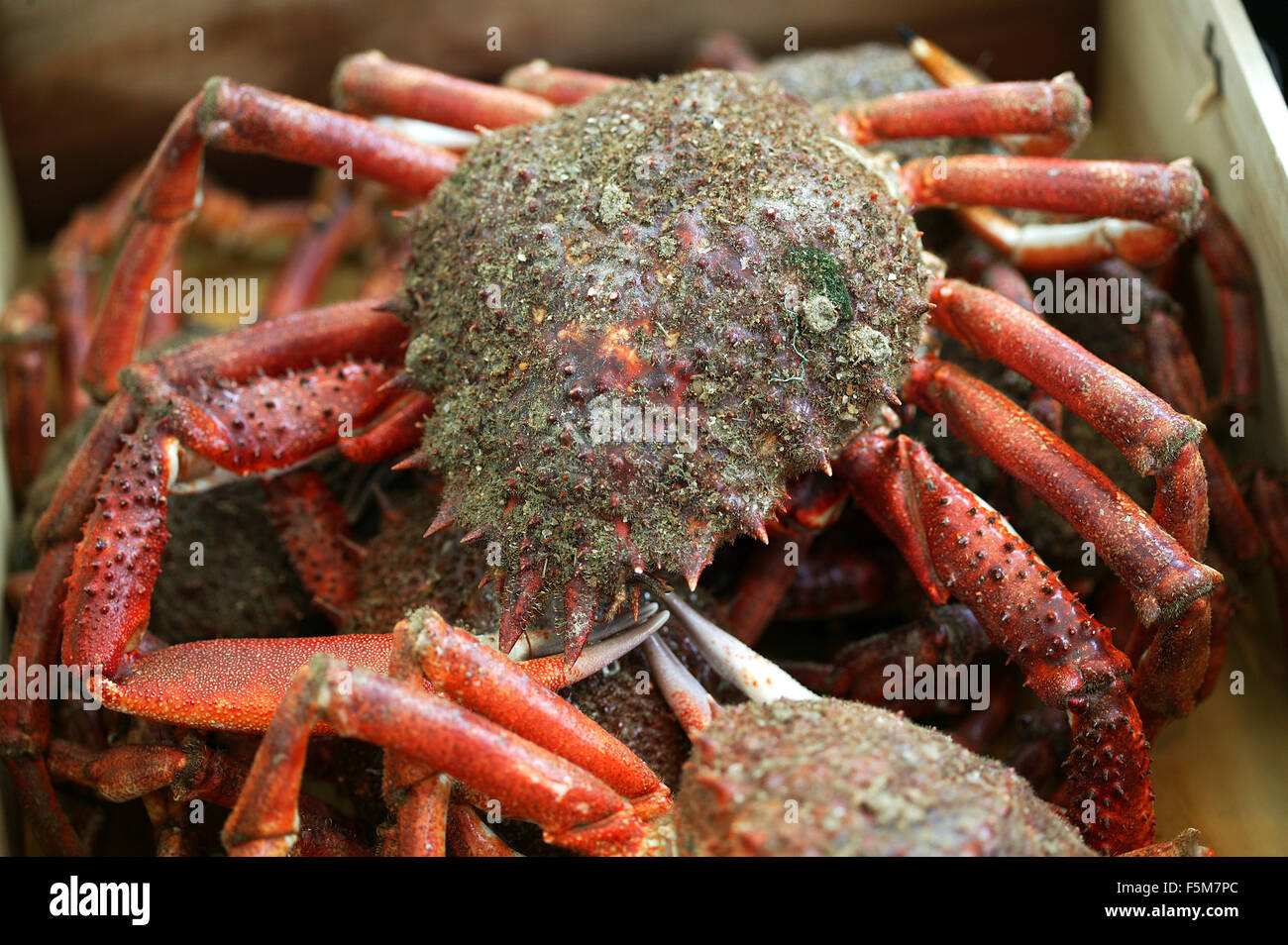 Fresh Spider Crab at Fish Shop Stock Photo - Alamy