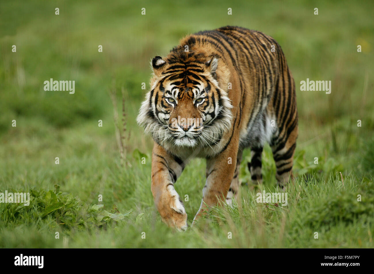 Sumatran Tiger, panthera tigris sumatrae, Adult Stock Photo - Alamy