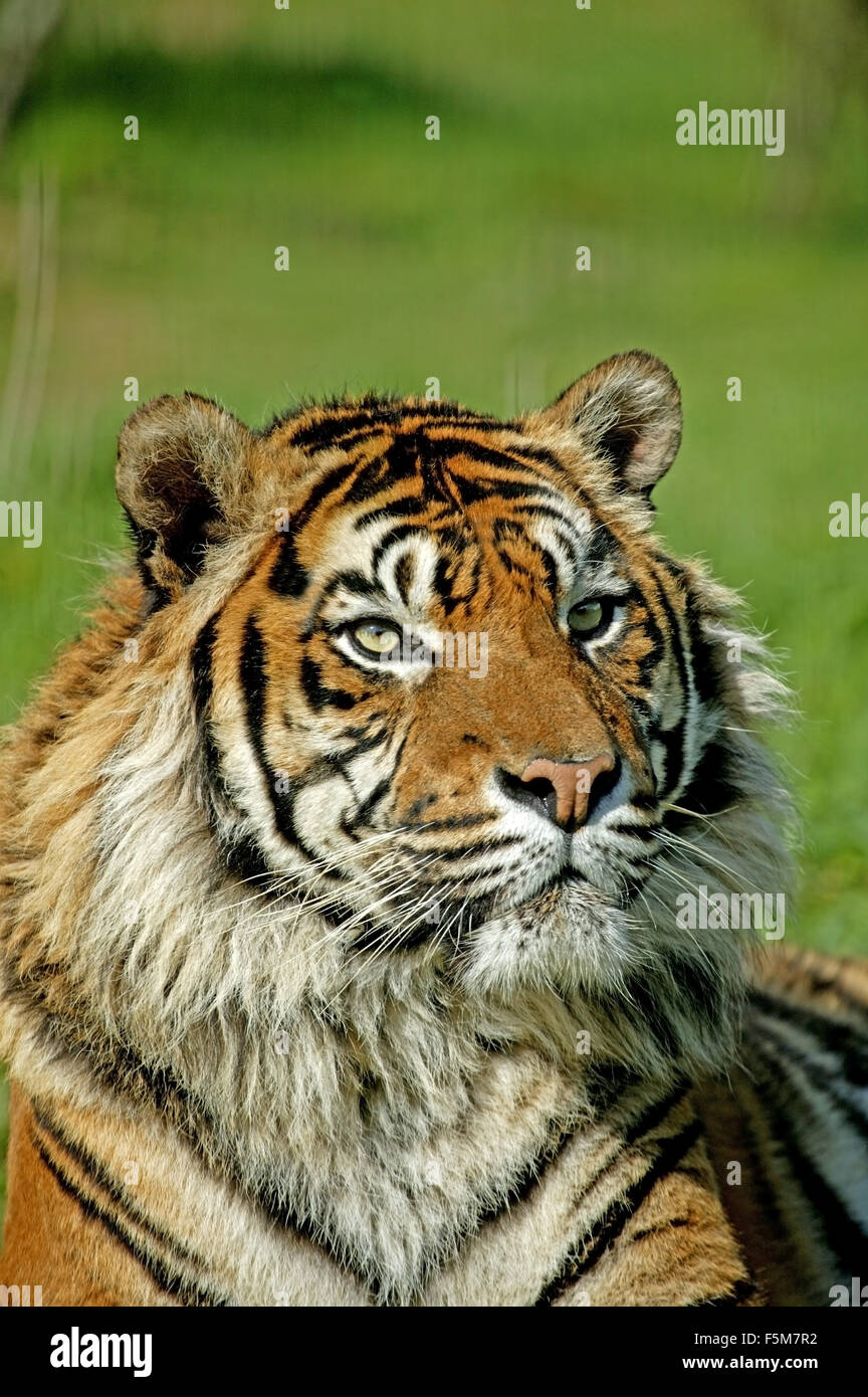 Sumatran Tiger, panthera tigris sumatrae, Portrait of Adult Stock Photo