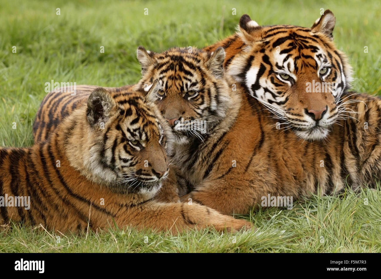 Sumatran Tiger, panthera tigris sumatrae, Mother with Cub Stock Photo