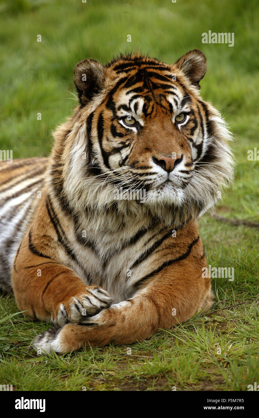 Sumatran Tiger, panthera tigris sumatrae, Portrait of Adult Stock Photo
