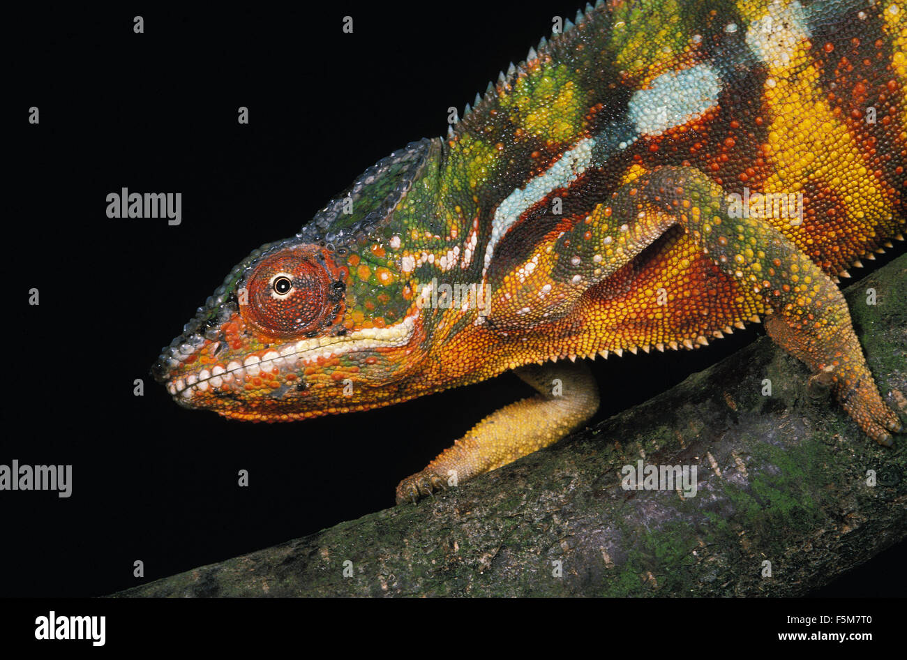 Jewelled Chameleon or Carpet Chameleon, furcifer lateralis, Adult standing on Branch Stock Photo